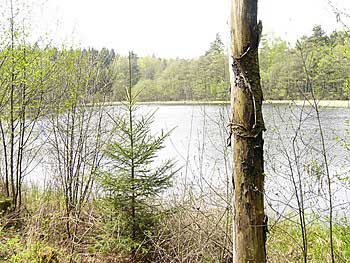 Jiný pohled na rybník Růže | Rybníky Třeboňsko | MAS Třeboňsko