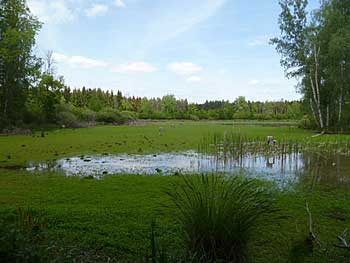 Okrajová část rybníka Velký Šustov | Rybníky Třeboňsko | MAS Třeboňsko