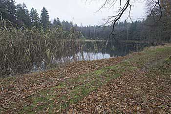 Klidná partie rybníka s rákosím | Rybníky Třeboňsko | MAS Třeboňsko