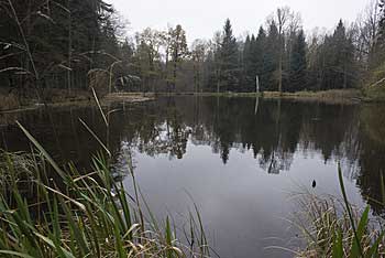 Pohled na rybník od hlavního přítoku | Rybníky Třeboňsko | MAS Třeboňsko